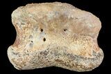 Ceratopsian Dinosaur Toe Bone - Alberta (Disposition #-) #71708-1